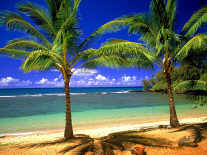 two palm trees on beach